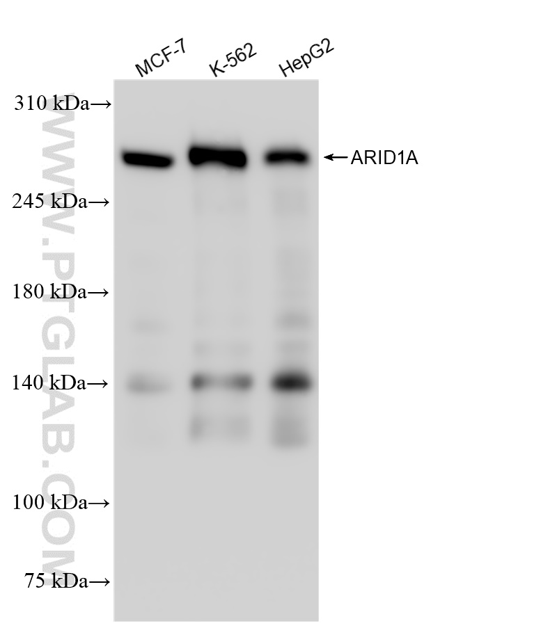 Western Blot (WB) analysis of various lysates using ARID1A Recombinant antibody (83733-3-RR)