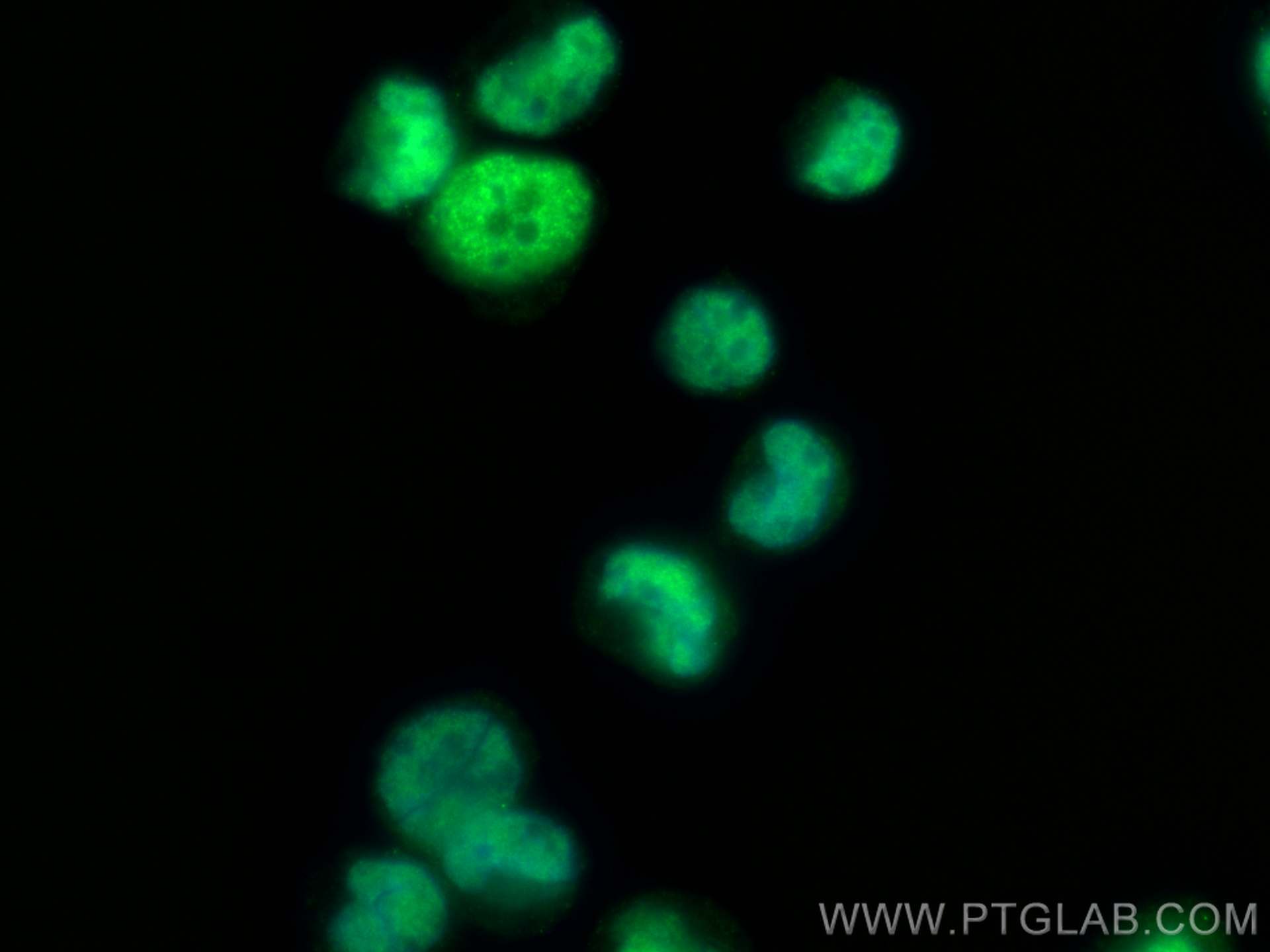 Immunofluorescence (IF) / fluorescent staining of K-562 cells using ARID3A Monoclonal antibody (68428-1-Ig)