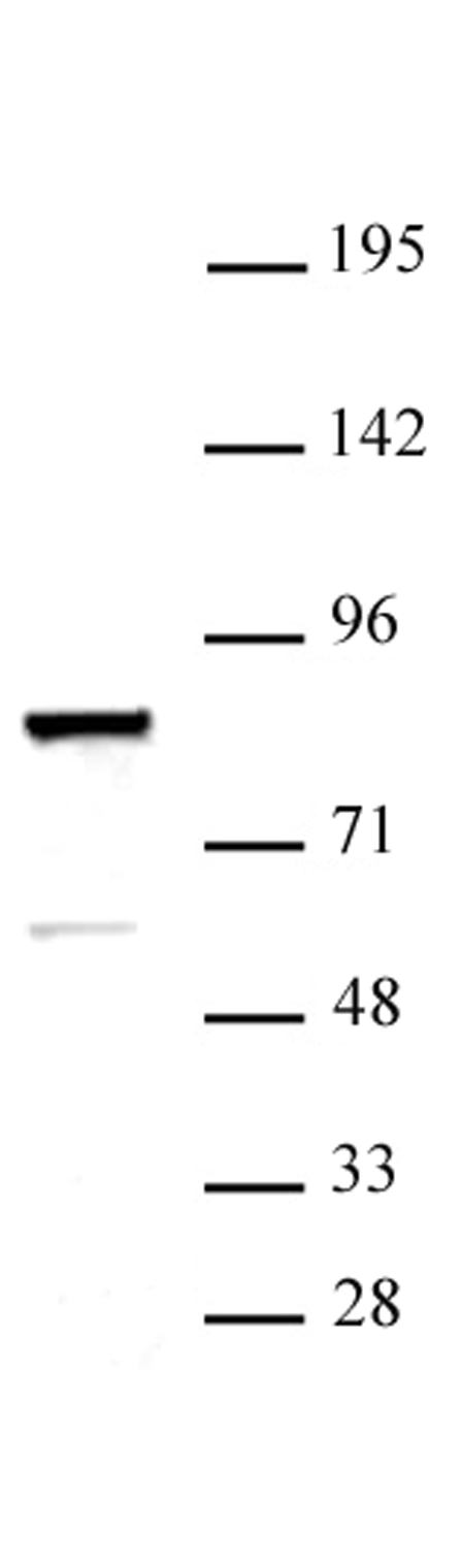 ARID3A antibody (pAb) tested by Western blot. Detection of ARID3A by Western blot. The analysis was performed using 30 ug K562 whole-cell extract and ARID3A (pAb) at a 1:500 dilution.