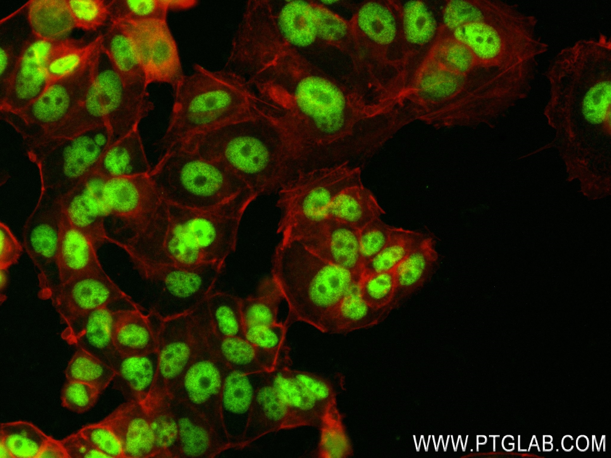 Immunofluorescence (IF) / fluorescent staining of MCF-7 cells using ARID4A Recombinant antibody (83489-1-RR)