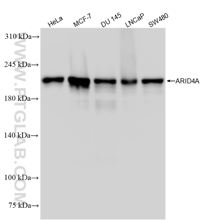 Western Blot (WB) analysis of various lysates using ARID4A Recombinant antibody (83489-1-RR)