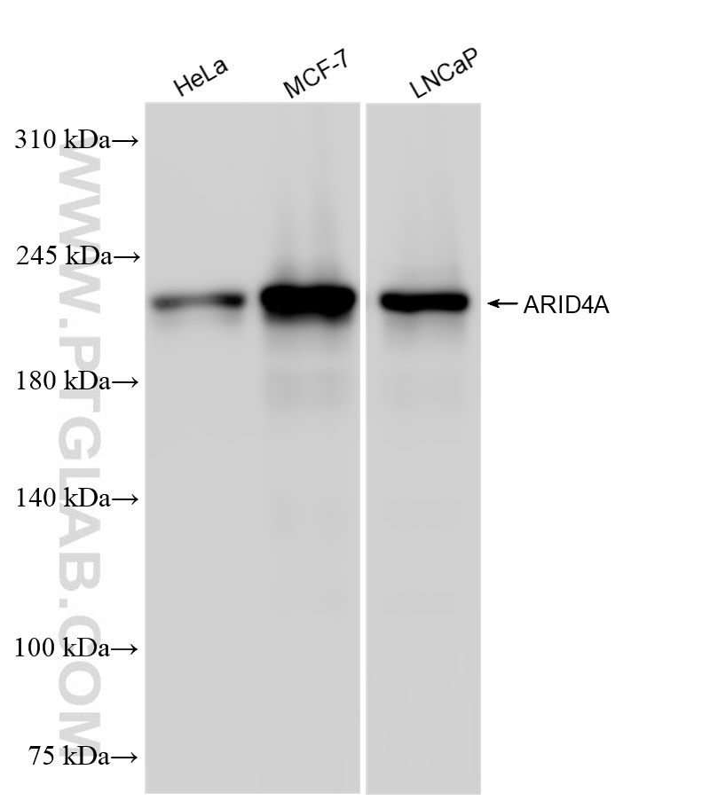 Western Blot (WB) analysis of various lysates using ARID4A Recombinant antibody (83489-3-RR)