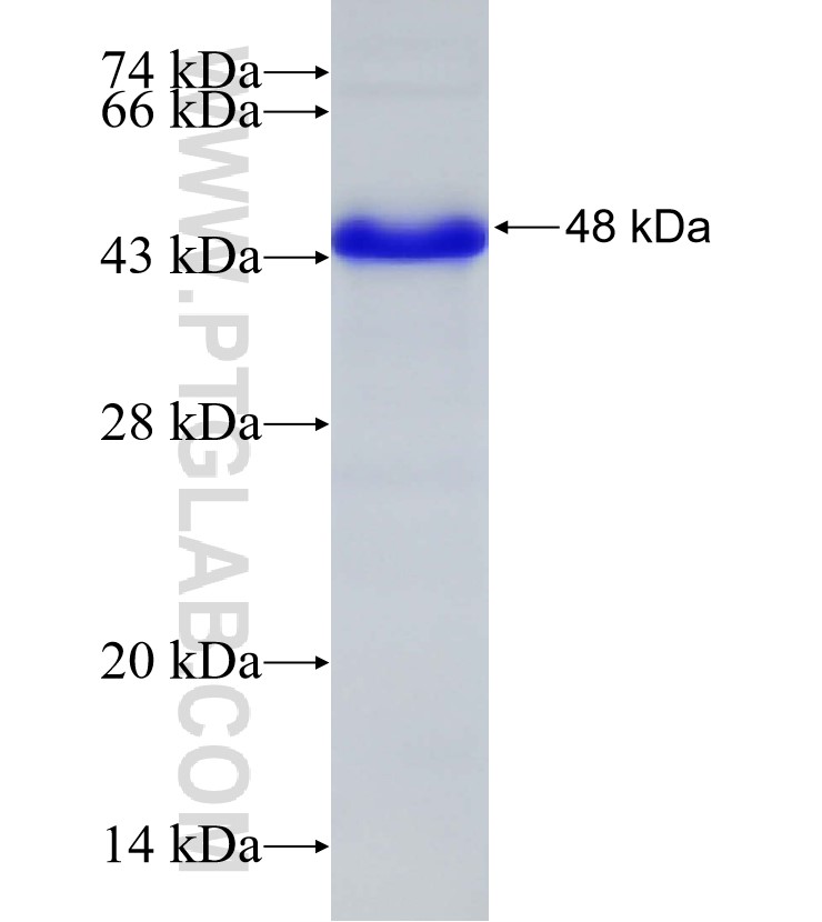 ARID4A fusion protein Ag33114 SDS-PAGE