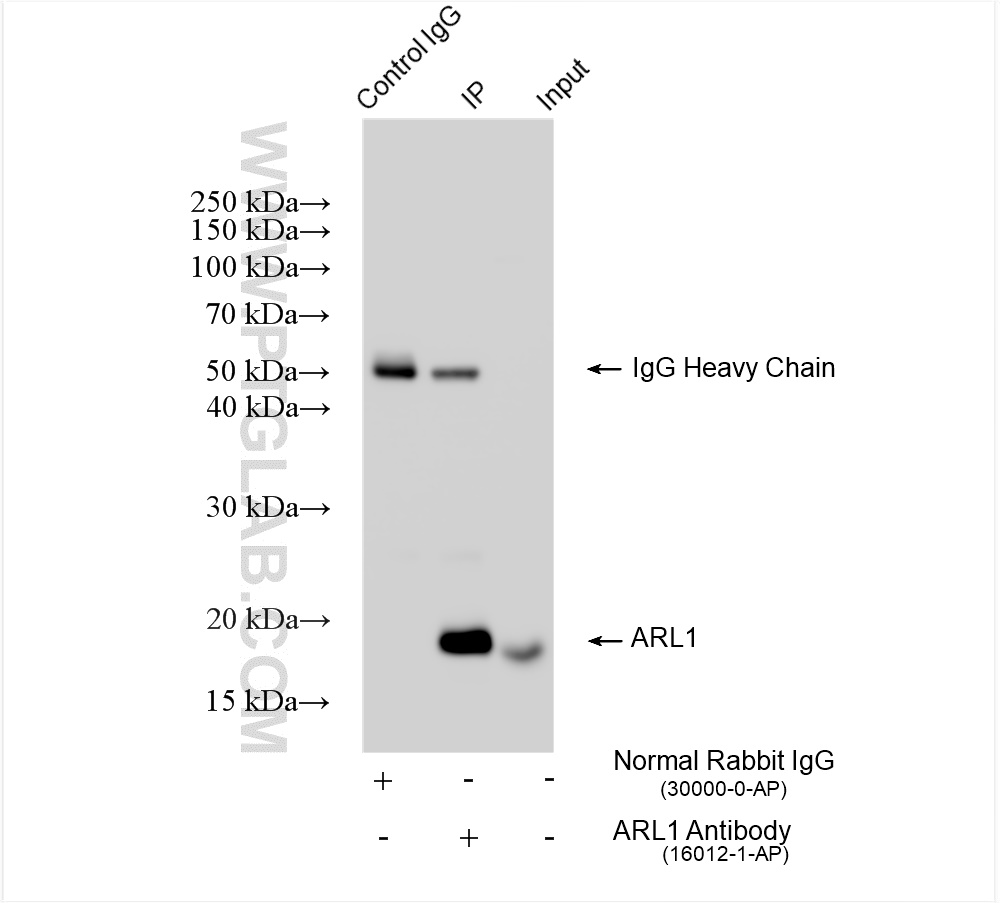 Immunoprecipitation (IP) experiment of Neuro-2a cells using ARL1 Polyclonal antibody (16012-1-AP)