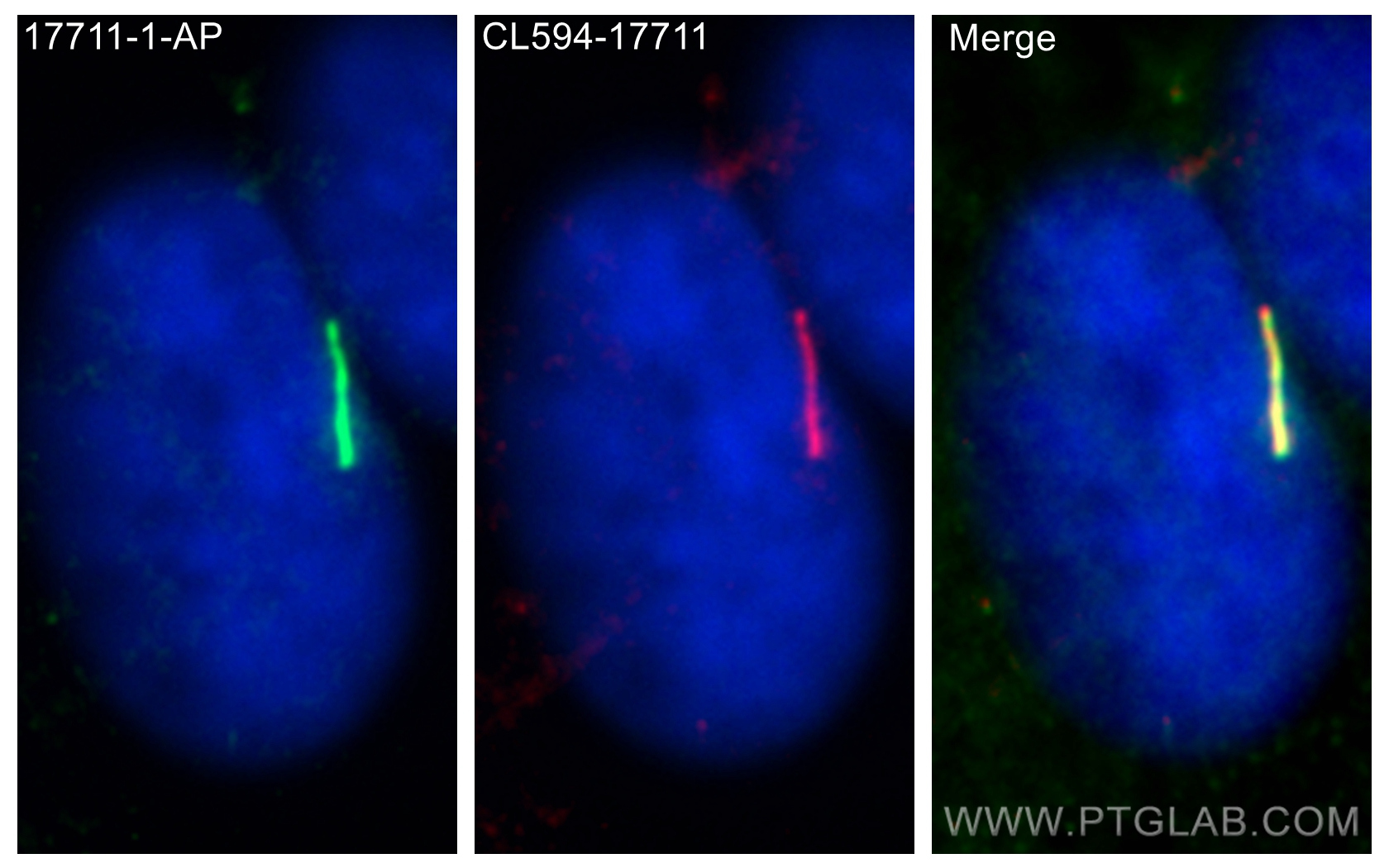 Immunofluorescence (IF) / fluorescent staining of hTERT-RPE1 cells using ARL13B Polyclonal antibody (17711-1-AP)