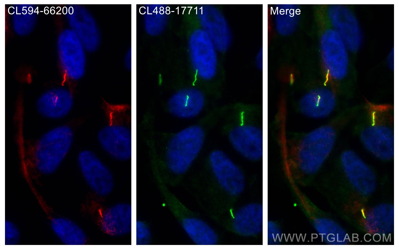 Immunofluorescence (IF) / fluorescent staining of hTERT-RPE1 cells using CoraLite® Plus 488-conjugated ARL13B Polyclonal an (CL488-17711)
