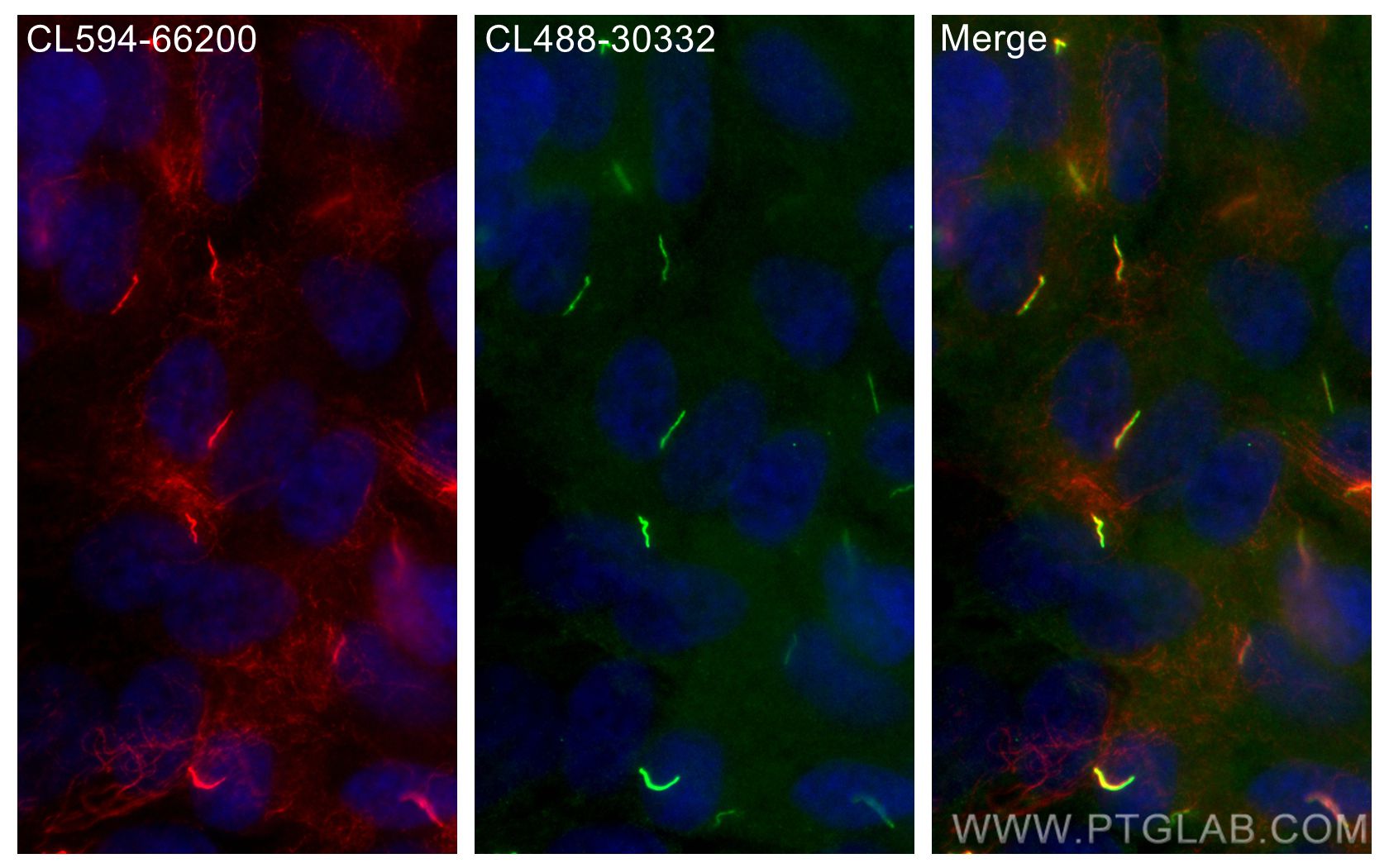 Immunofluorescence (IF) / fluorescent staining of hTERT-RPE1 cells using CoraLite® Plus 488-conjugated ARL13B Polyclonal an (CL488-30332)