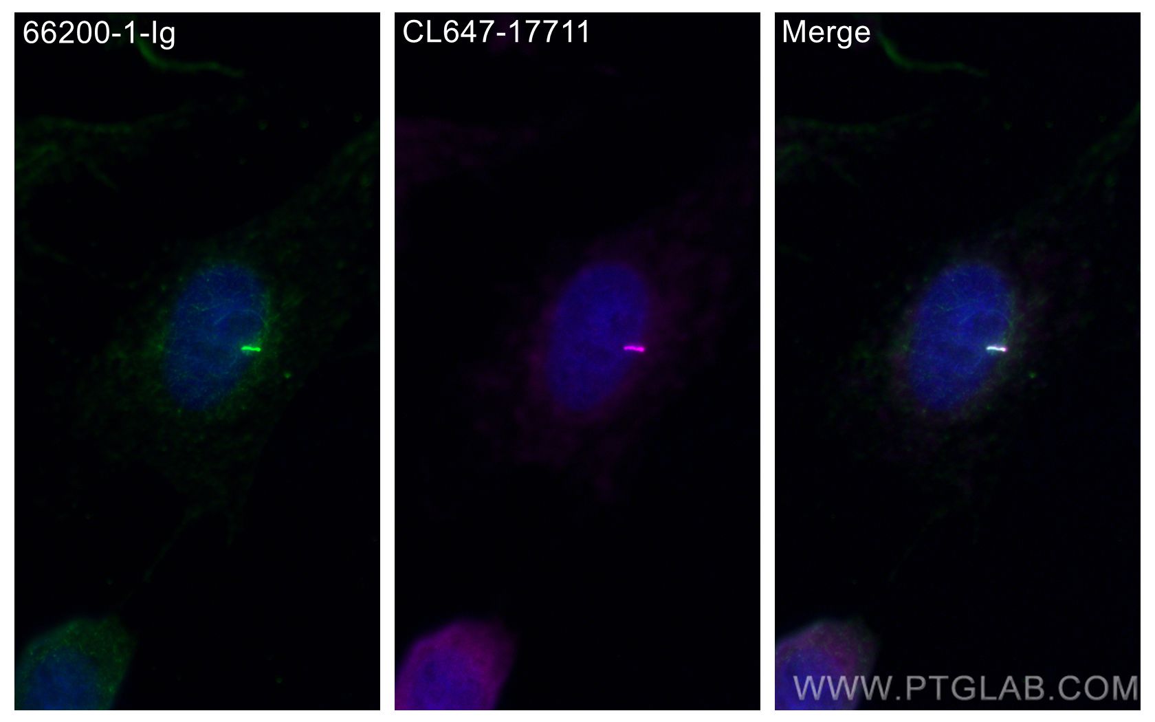 Immunofluorescence (IF) / fluorescent staining of MDCK cells using CoraLite® Plus 647-conjugated ARL13B Polyclonal an (CL647-17711)