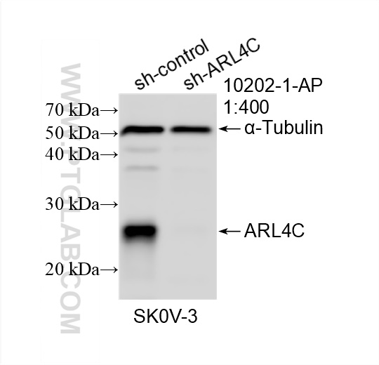 Western Blot (WB) analysis of SKOV-3 cells using ARL4C Polyclonal antibody (10202-1-AP)