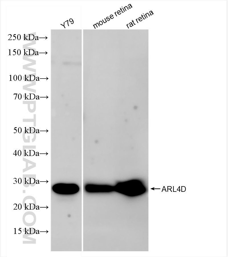 Western Blot (WB) analysis of various lysates using ARL4D Recombinant antibody (84163-3-RR)