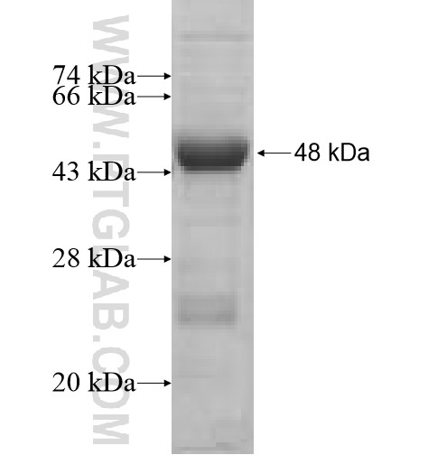 ARL4D fusion protein Ag7369 SDS-PAGE