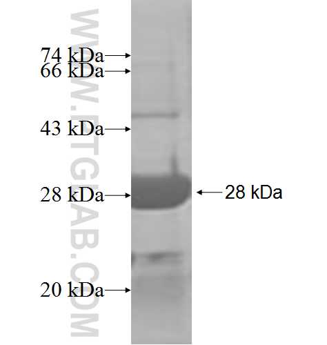 ARL4D fusion protein Ag7486 SDS-PAGE