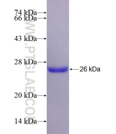 ARL5B fusion protein Ag28716 SDS-PAGE