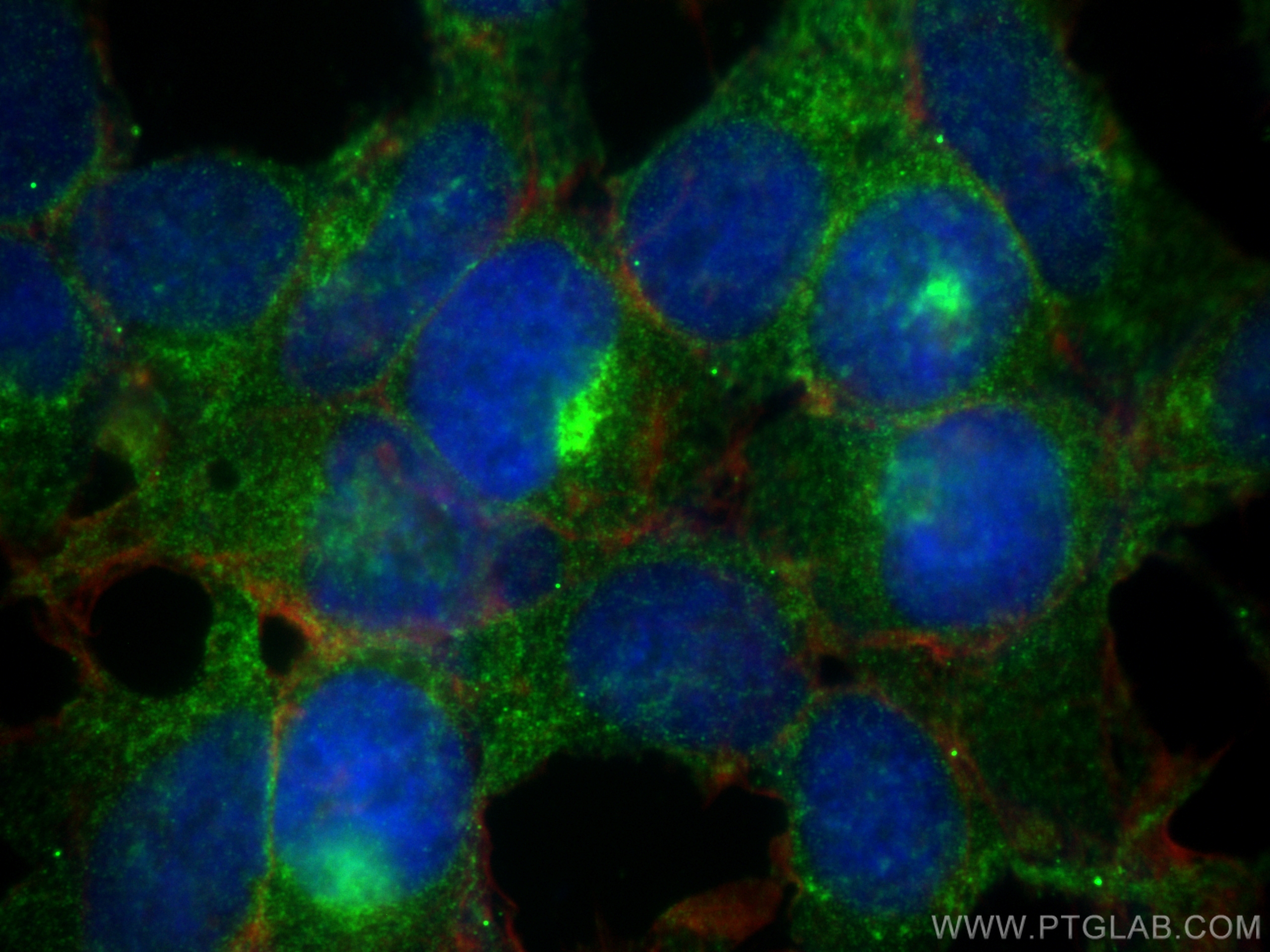 Immunofluorescence (IF) / fluorescent staining of HEK-293 cells using ARL8A/ARL8B Monoclonal antibody (68186-1-Ig)