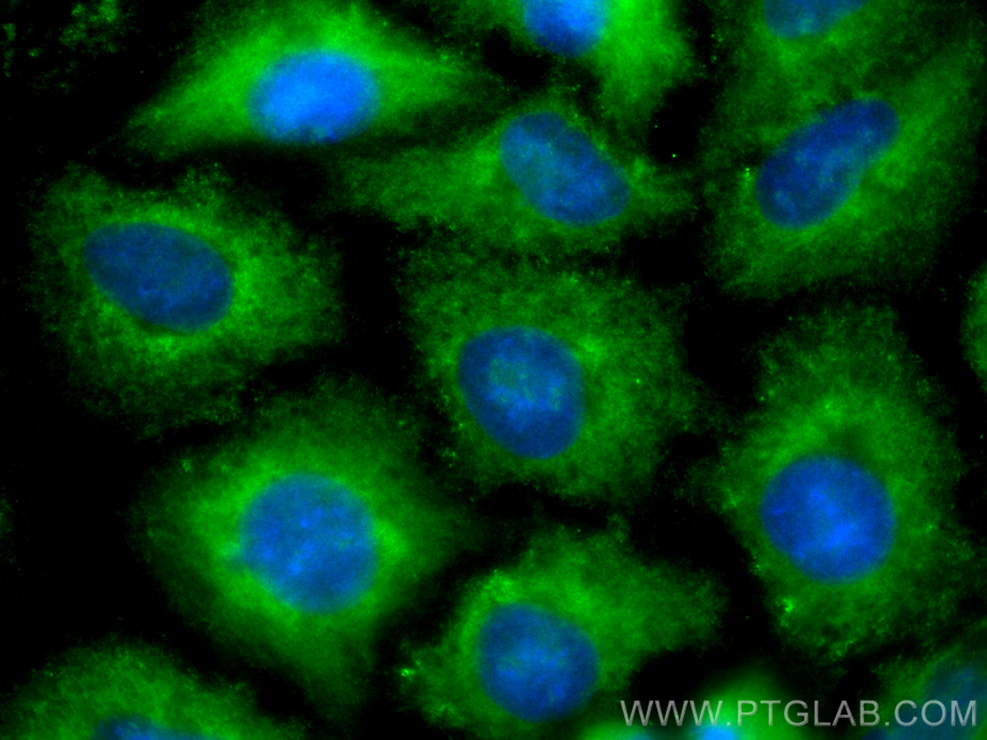 Immunofluorescence (IF) / fluorescent staining of A549 cells using CoraLite® Plus 488-conjugated ARL8A/ARL8B Monoclon (CL488-68186)