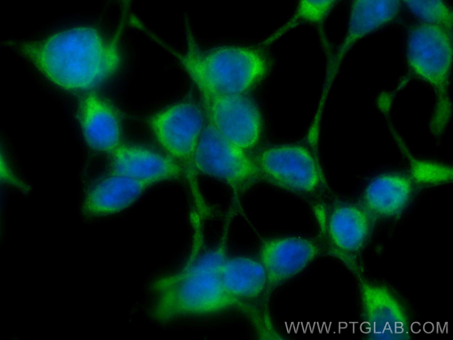 Immunofluorescence (IF) / fluorescent staining of HEK-293 cells using CoraLite® Plus 488-conjugated ARL8A/ARL8B Monoclon (CL488-68186)