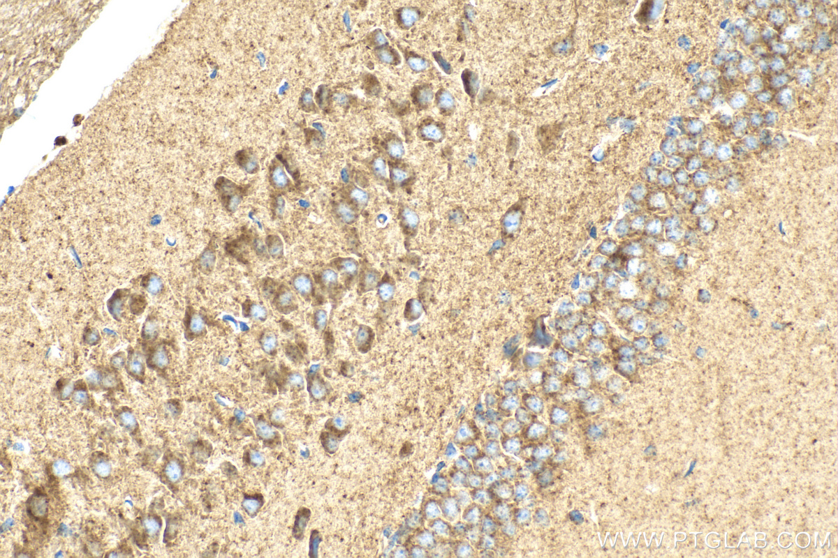 Immunohistochemistry (IHC) staining of mouse brain tissue using ARL8B Polyclonal antibody (13049-1-AP)