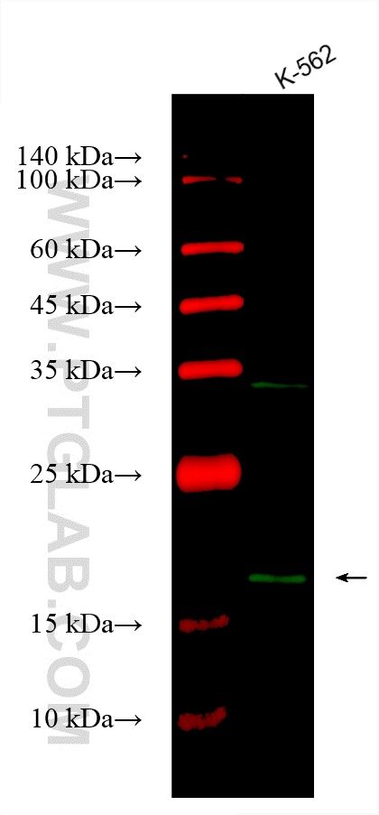 Western Blot (WB) analysis of various lysates using CoraLite® Plus 488-conjugated ARL8B Monoclonal ant (CL488-67891)