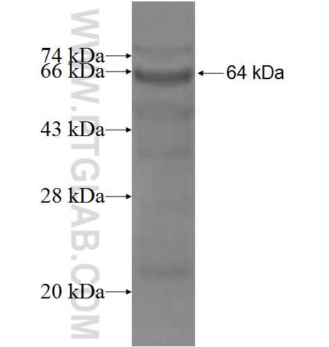 ARMC3 fusion protein Ag3560 SDS-PAGE