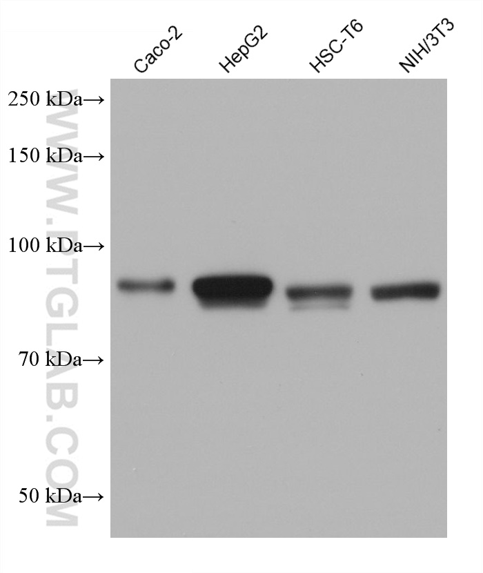 Western Blot (WB) analysis of various lysates using ARNT,HIF1B Monoclonal antibody (66732-1-Ig)