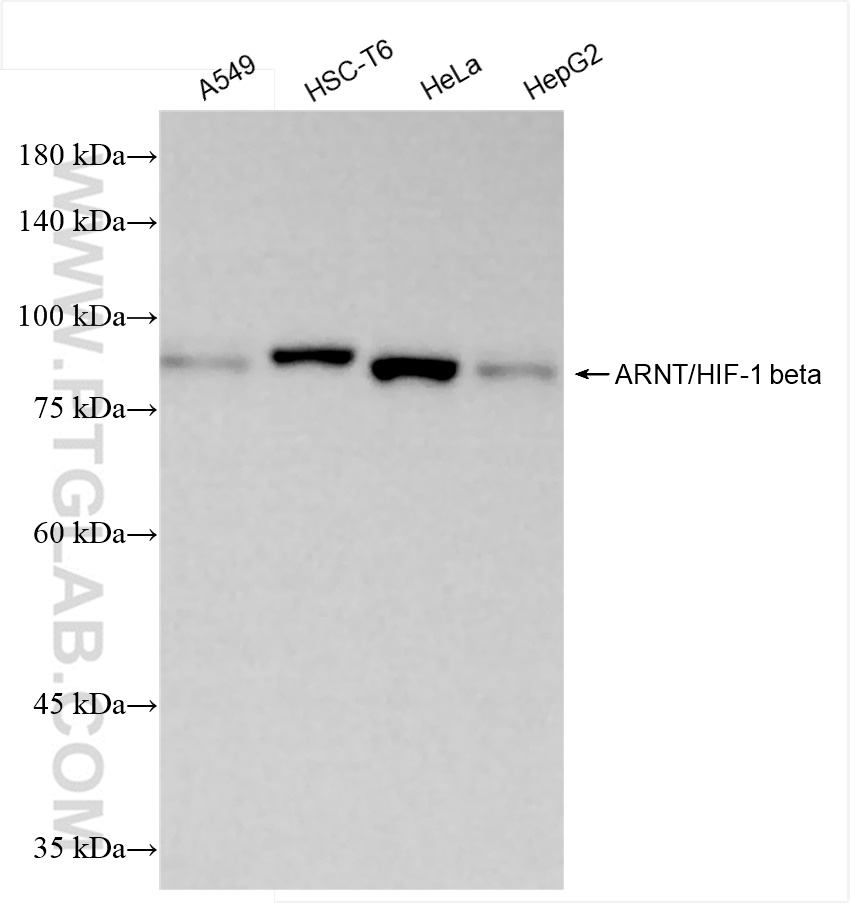 Western Blot (WB) analysis of various lysates using ARNT/HIF-1 beta Recombinant antibody (84650-4-RR)