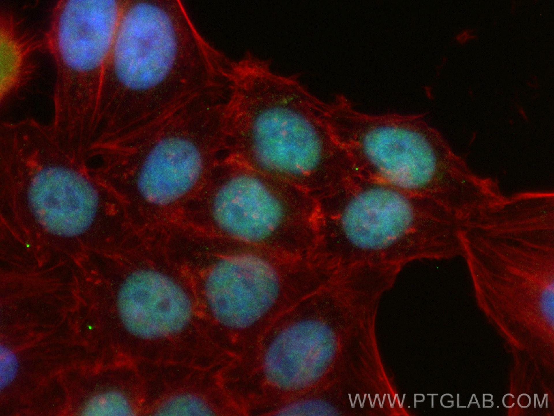 Immunofluorescence (IF) / fluorescent staining of HepG2 cells using CoraLite® Plus 488-conjugated ARNT/HIF-1 beta Reco (CL488-84650-4)