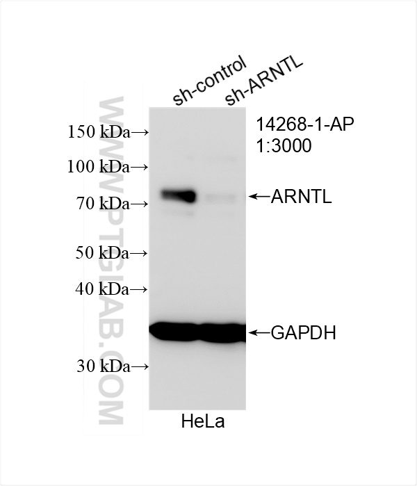 Western Blot (WB) analysis of HeLa cells using BMAL1 Polyclonal antibody (14268-1-AP)