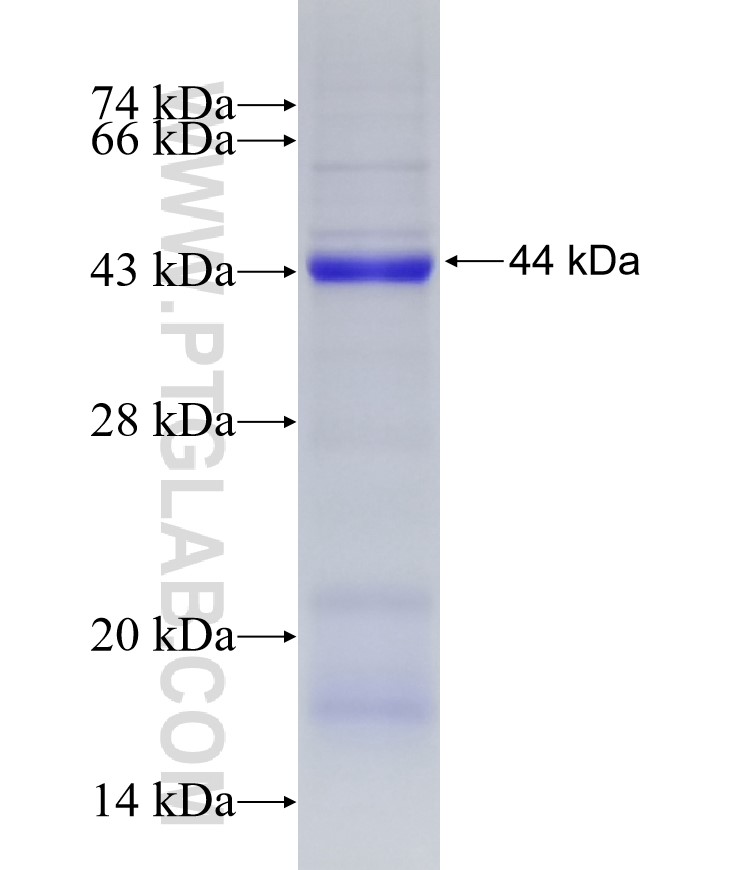 ARPC1A fusion protein Ag11675 SDS-PAGE