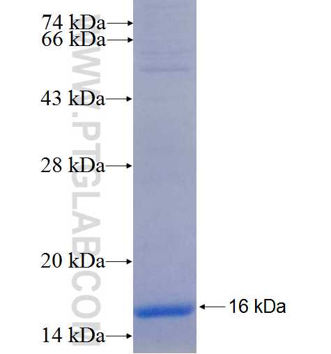 ARRDC1 fusion protein Ag25772 SDS-PAGE