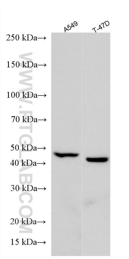 Western Blot (WB) analysis of various lysates using ASAH1 Polyclonal antibody (11274-1-AP)