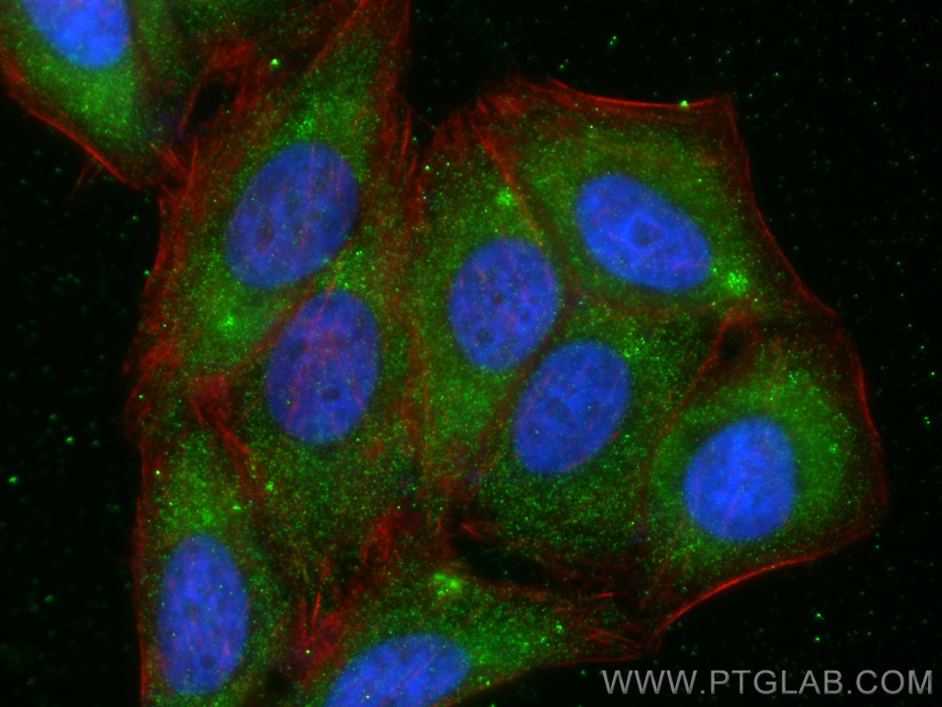 Immunofluorescence (IF) / fluorescent staining of HepG2 cells using ASB5 Polyclonal antibody (24031-1-AP)