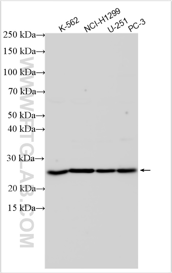 Western Blot (WB) analysis of various lysates using ASCL1 Polyclonal antibody (31206-1-AP)