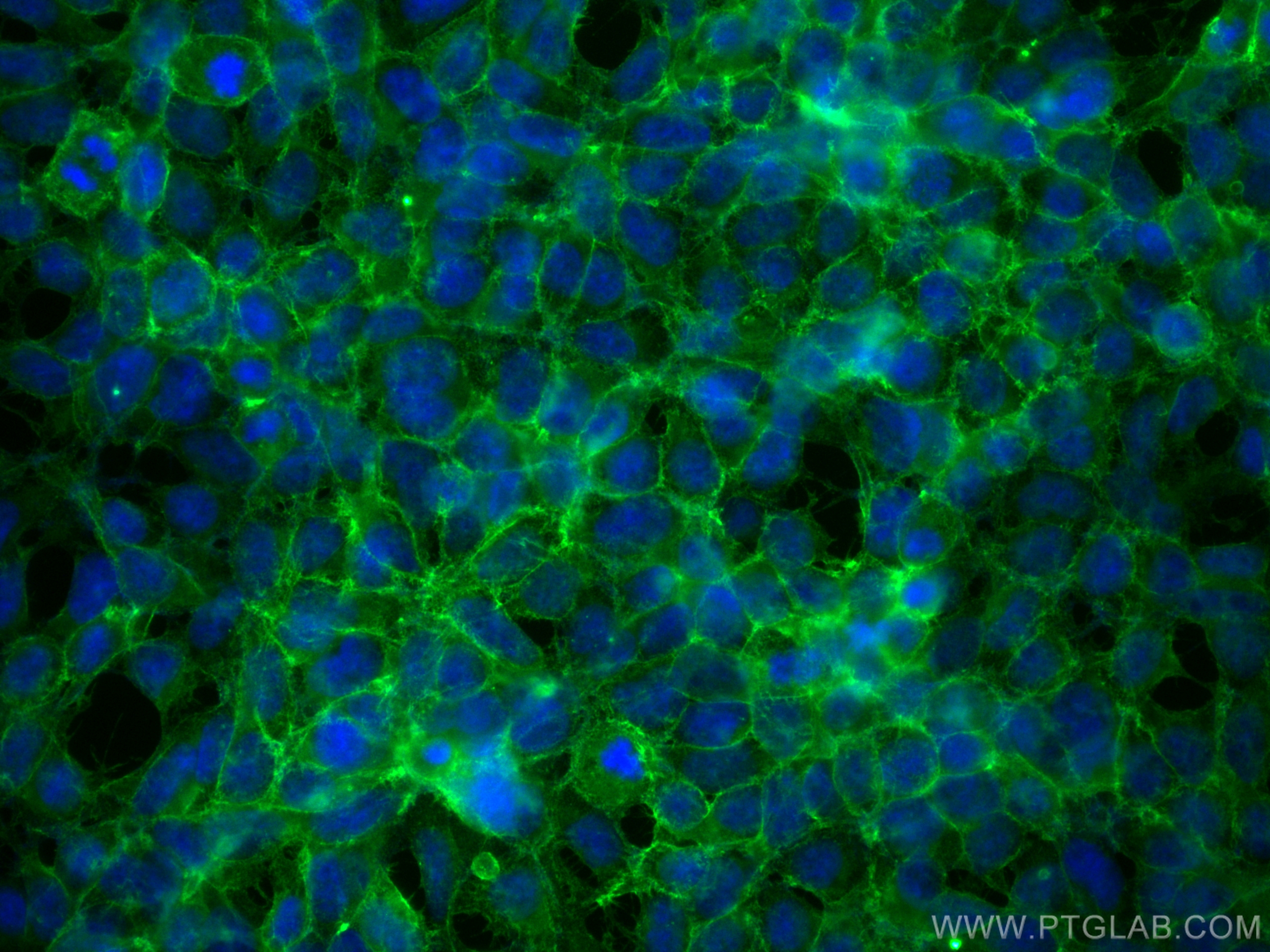 Immunofluorescence (IF) / fluorescent staining of HEK-293 cells using CoraLite® Plus 488-conjugated ASCT2 Polyclonal ant (CL488-20350)