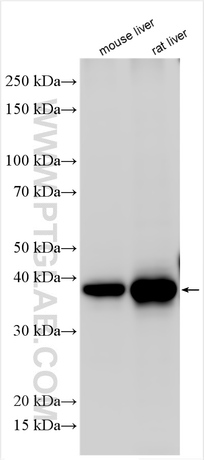 Western Blot (WB) analysis of various lysates using ASGR1 Polyclonal antibody (31338-1-AP)