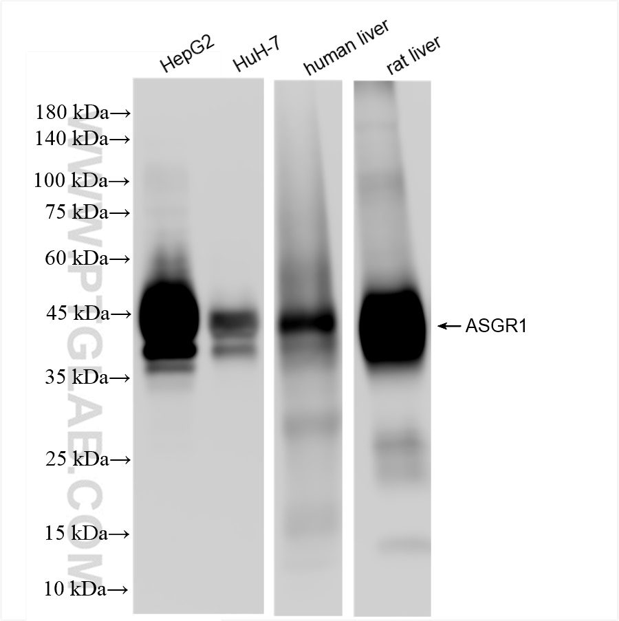 Western Blot (WB) analysis of various lysates using ASGR1 Recombinant antibody (83691-3-RR)