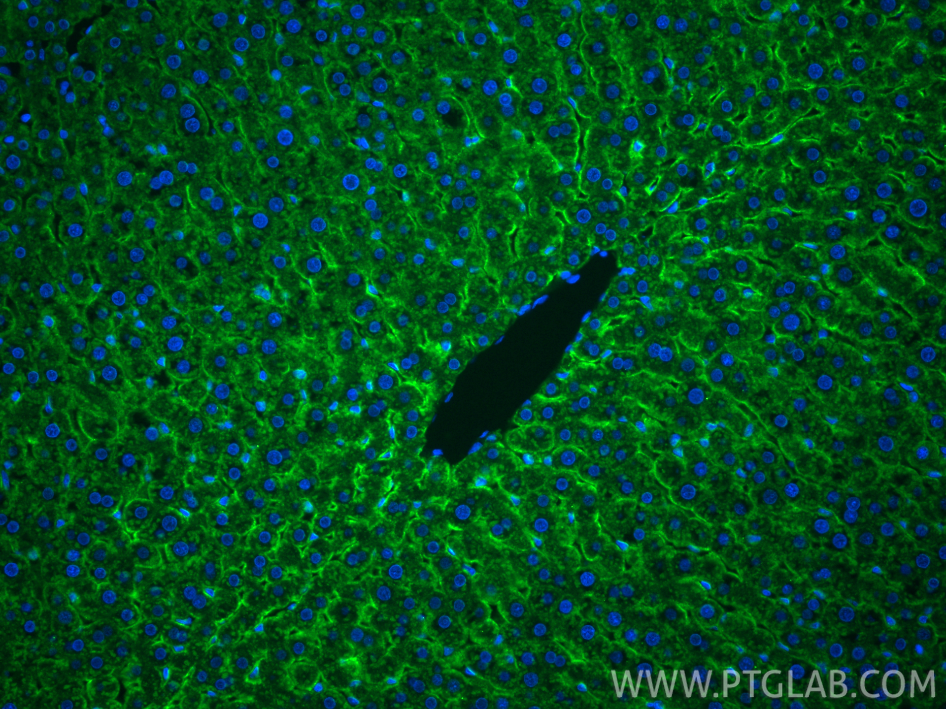 Immunofluorescence (IF) / fluorescent staining of rat liver tissue using CoraLite® Plus 488-conjugated ASGR1 Recombinant an (CL488-83691-3)