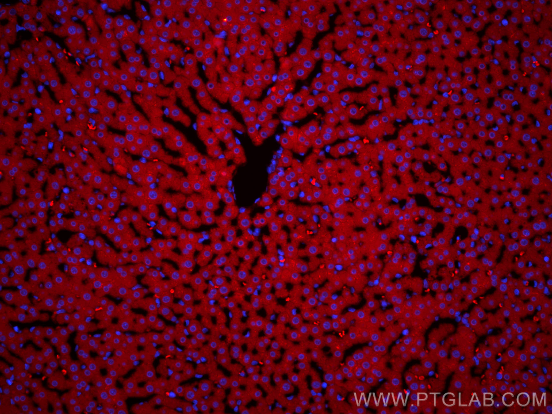 Immunofluorescence (IF) / fluorescent staining of rat liver tissue using PE-conjugated ASGR1 Monoclonal antibody (PE-66692)