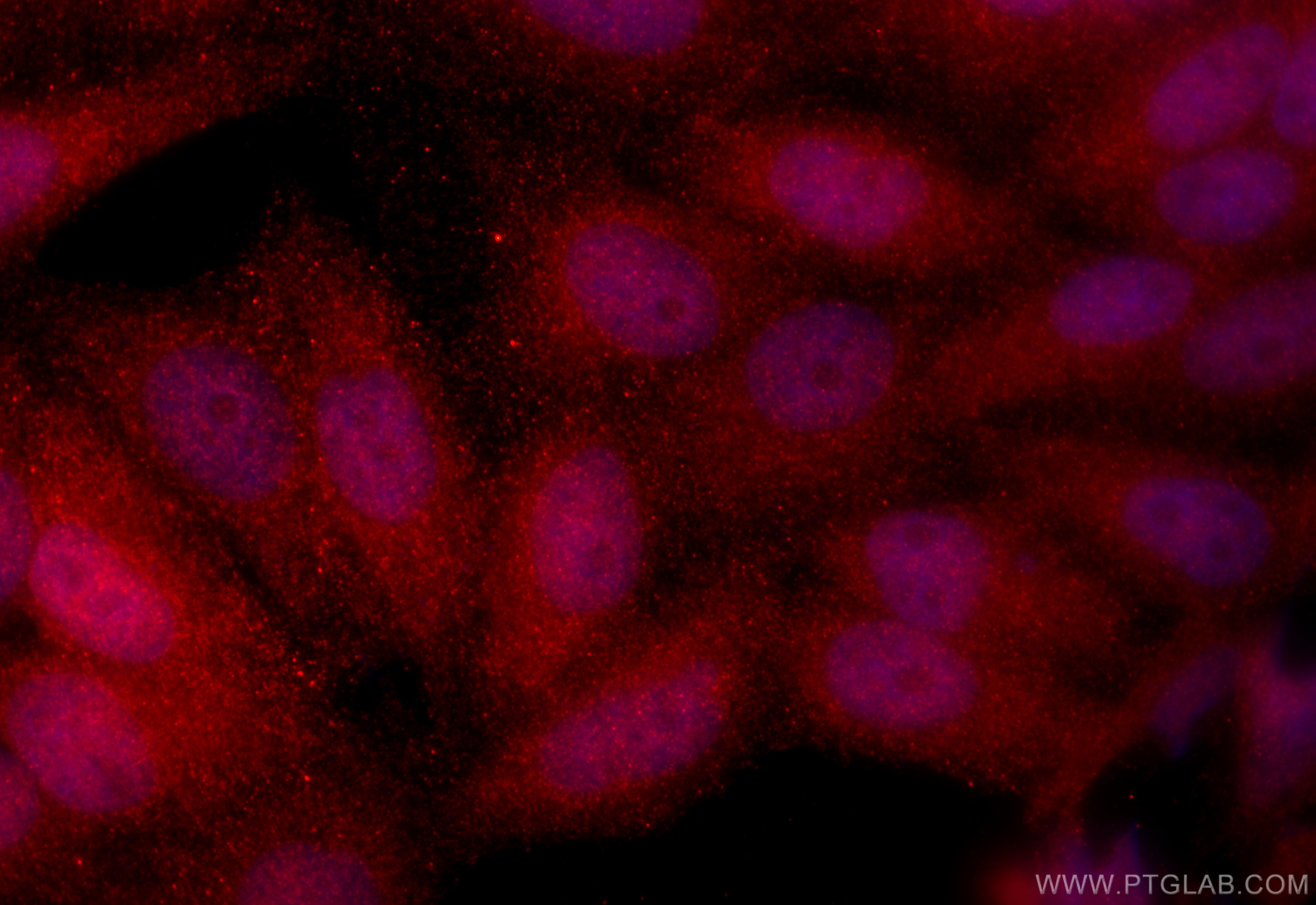 Immunofluorescence (IF) / fluorescent staining of HepG2 cells using ASNA1 Polyclonal antibody (15450-1-AP)