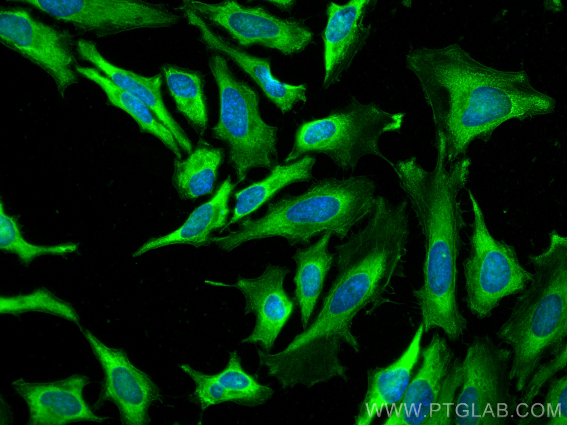 Immunofluorescence (IF) / fluorescent staining of HeLa cells using CoraLite® Plus 488-conjugated ASNA1 Monoclonal ant (CL488-66346)