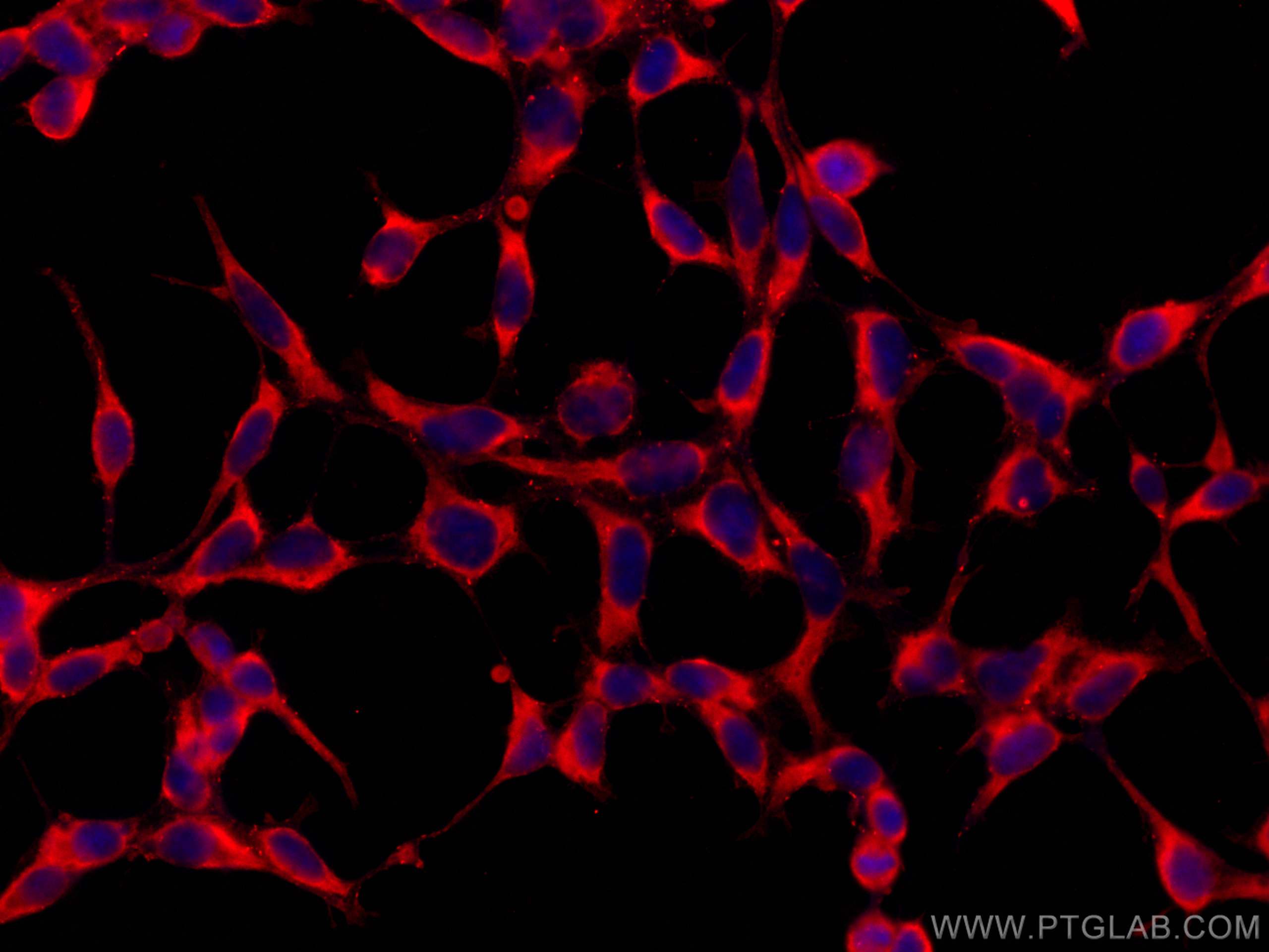 Immunofluorescence (IF) / fluorescent staining of HEK-293 cells using CoraLite®594-conjugated ASNA1 Monoclonal antibody (CL594-66346)