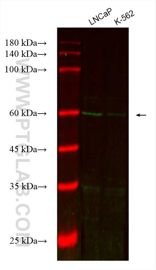 Western Blot (WB) analysis of various lysates using CoraLite® Plus 488-conjugated ASNS Monoclonal anti (CL488-68004)