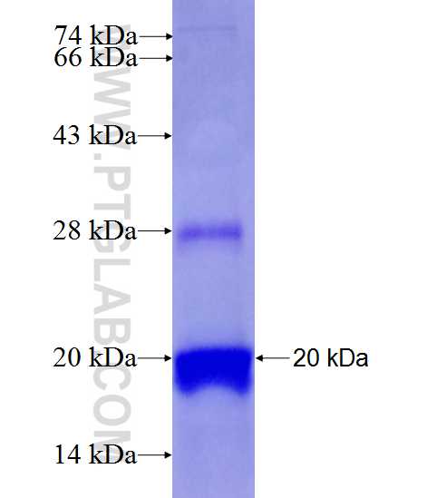 ASPHD2 fusion protein Ag28082 SDS-PAGE