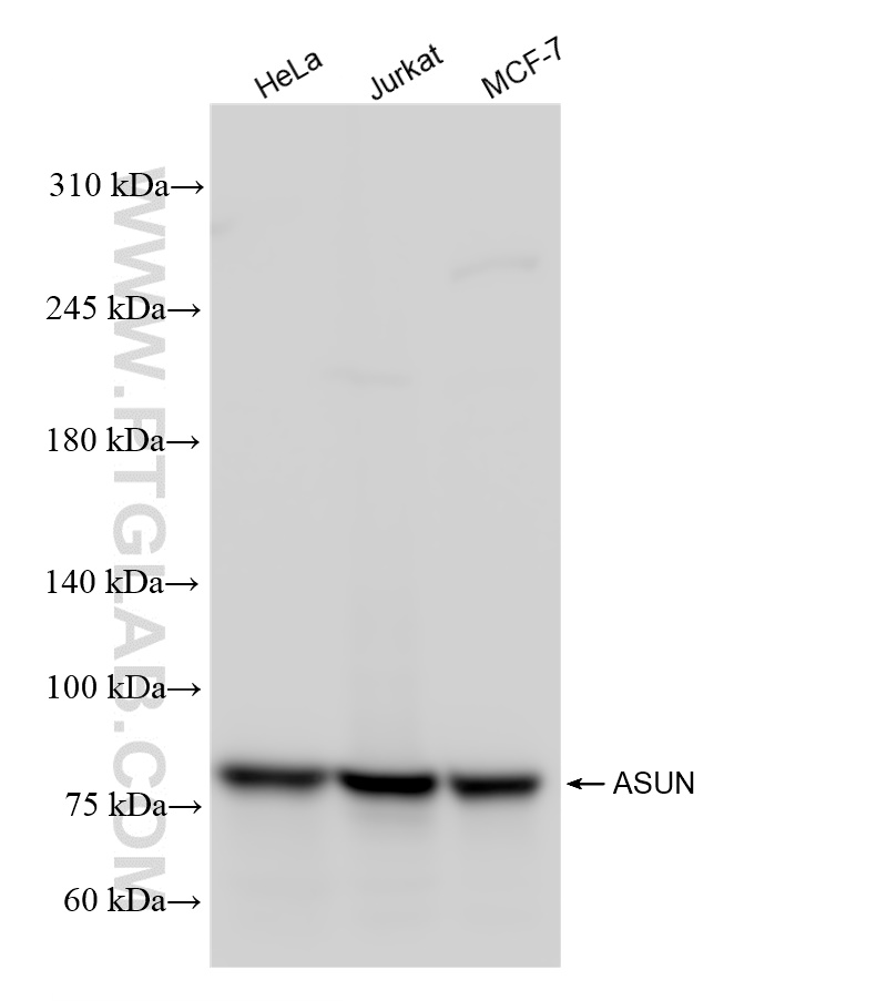 Western Blot (WB) analysis of various lysates using ASUN Recombinant antibody (84252-4-RR)