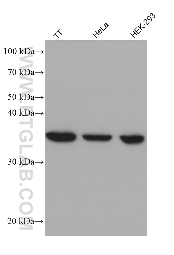 Western Blot (WB) analysis of various lysates using ATAD1 Monoclonal antibody (60442-2-Ig)