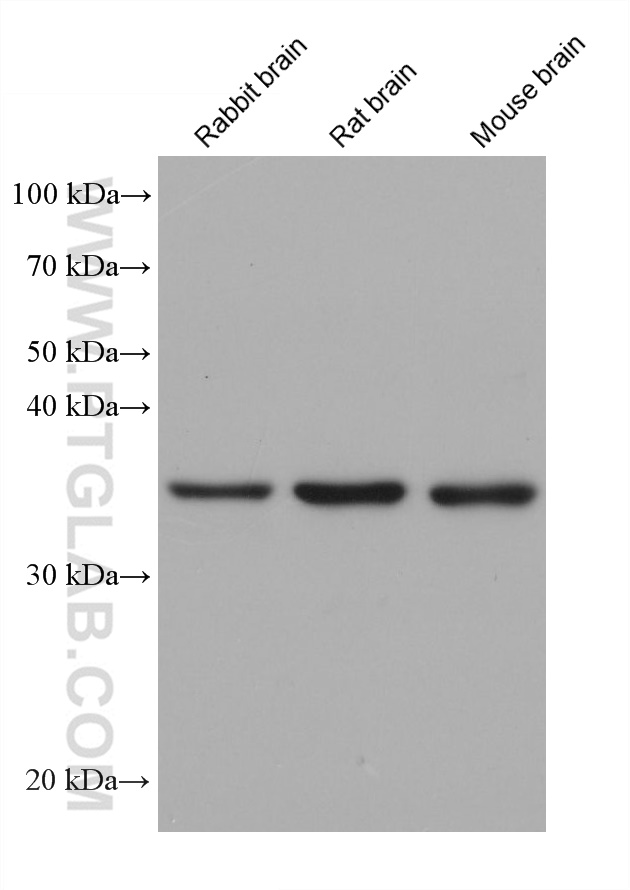 Western Blot (WB) analysis of various lysates using ATAD1 Monoclonal antibody (60442-2-Ig)