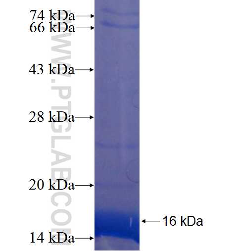 ATAD4 fusion protein Ag22574 SDS-PAGE