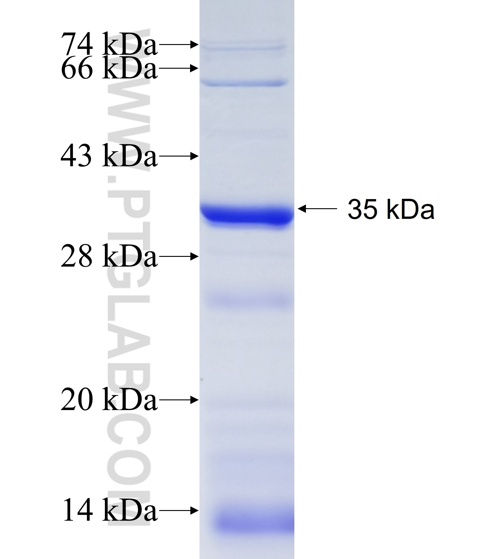 ATF1 fusion protein Ag34935 SDS-PAGE