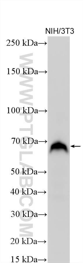 Western Blot (WB) analysis of various lysates using ATF2-Specific Polyclonal antibody (14834-1-AP)