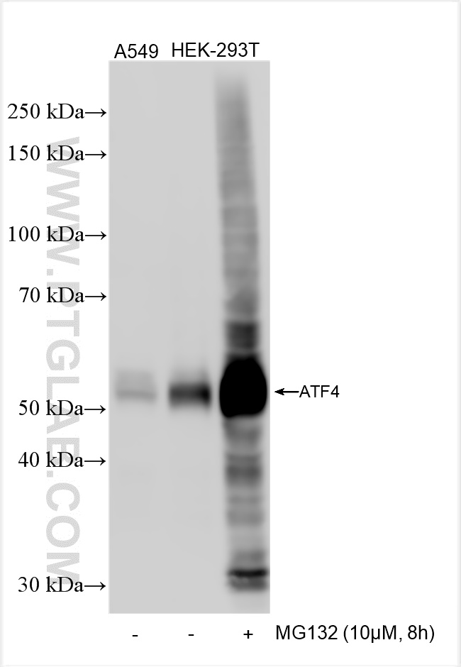 ATF4