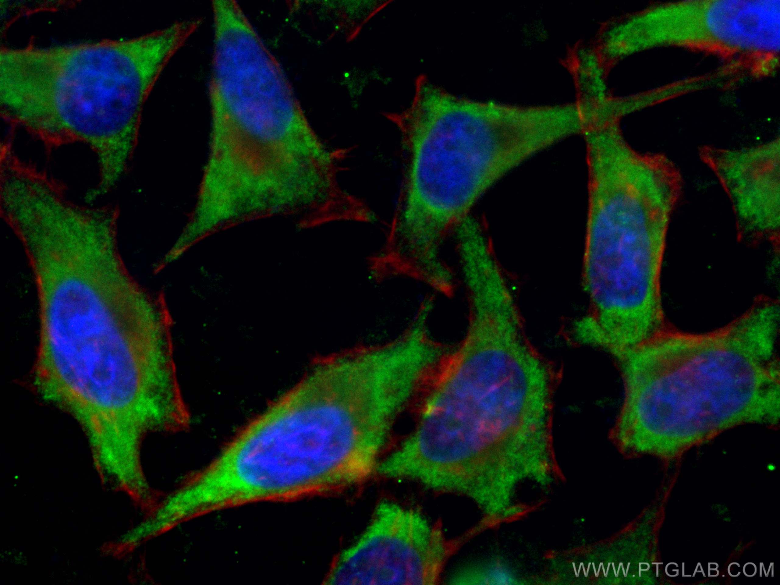 Immunofluorescence (IF) / fluorescent staining of HeLa cells using CoraLite® Plus 488-conjugated ATF4 Monoclonal anti (CL488-60035)